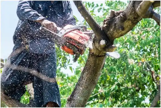 tree services Chamberlain